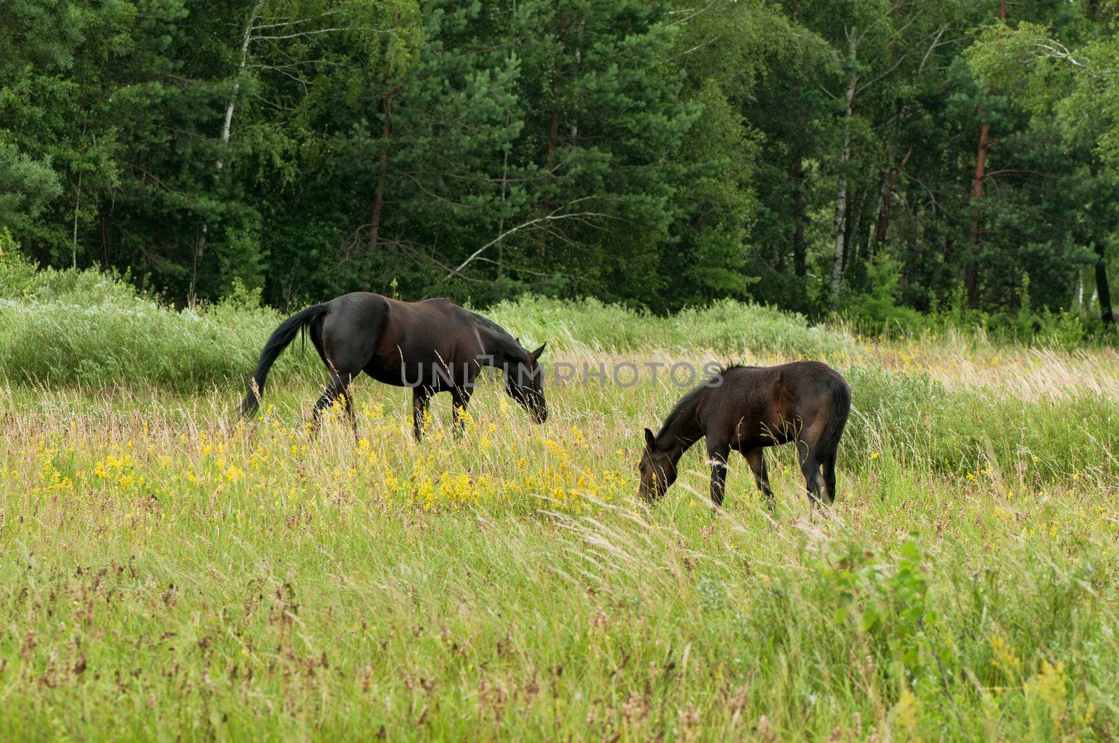 The horse and foal are grazed on a meadow near woods.