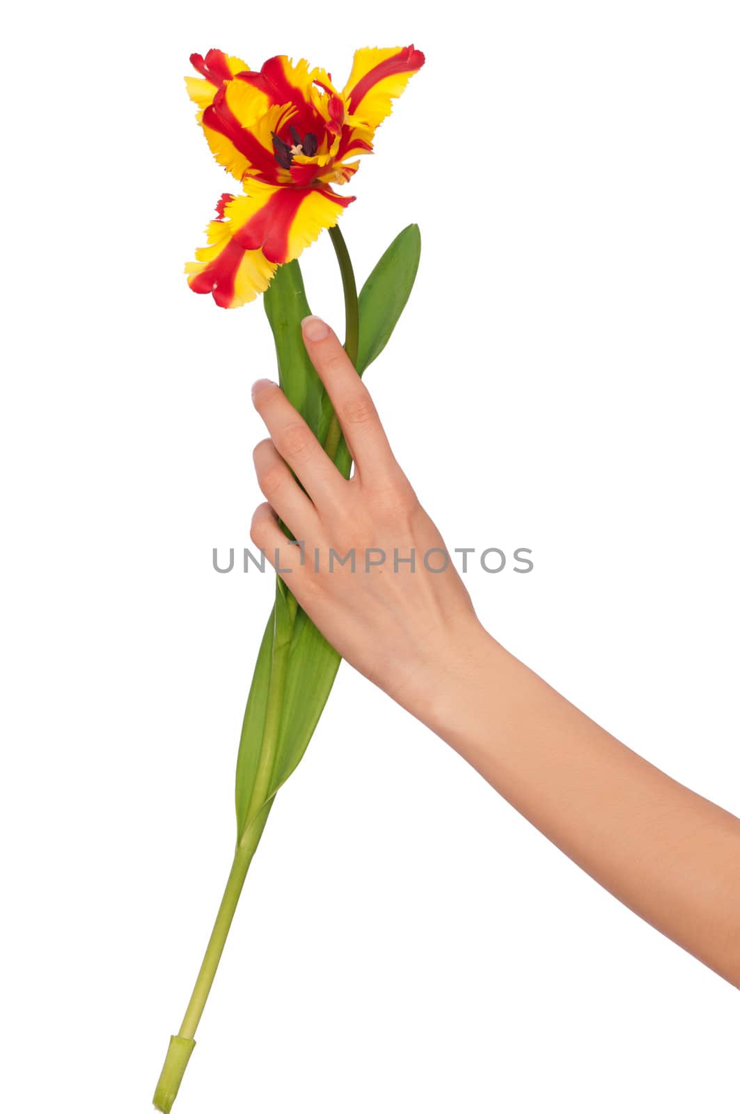 colored tulip by merzavka