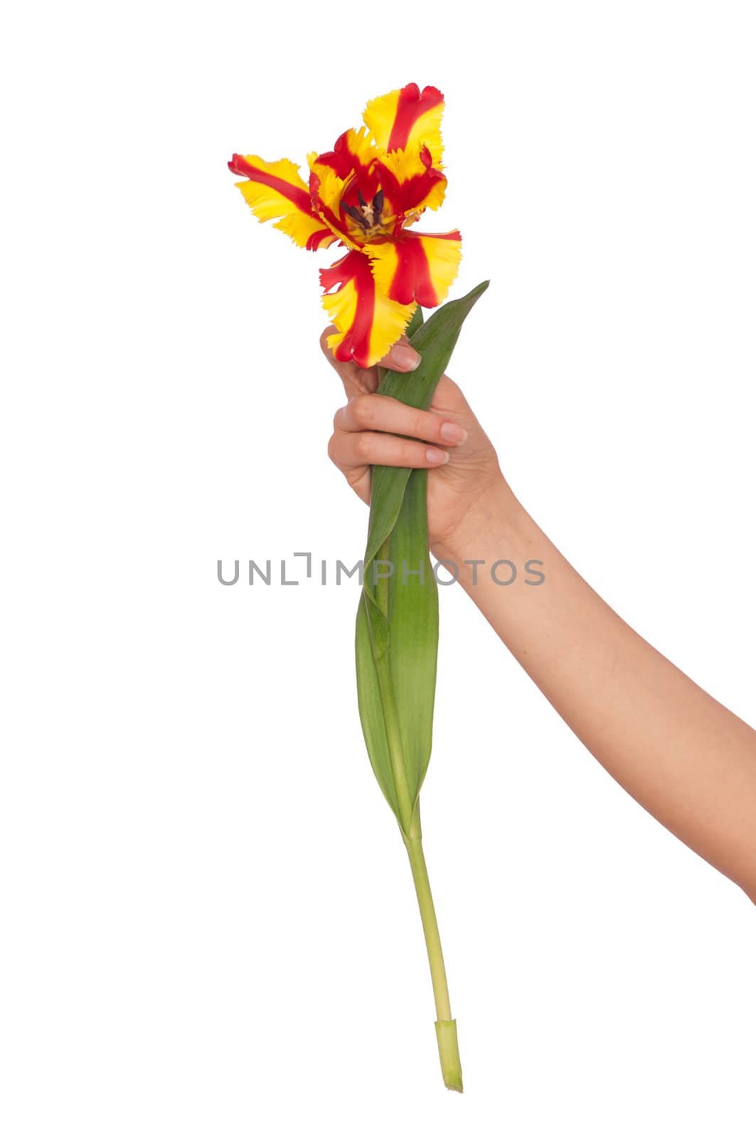 woman holding colored tulip in the hand