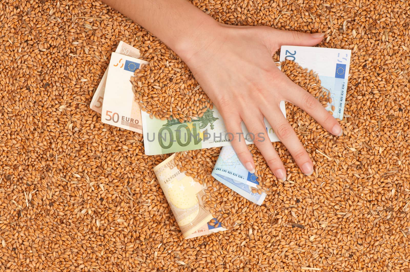 Monetary crop as a symbol of success of sale of a new crop of wheat