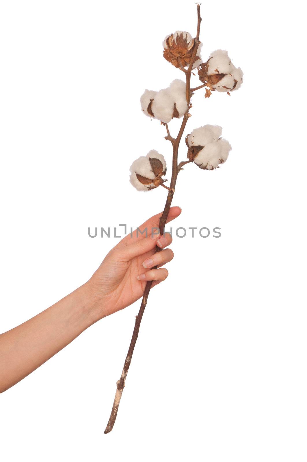 a branch of cotton in the woman's hand