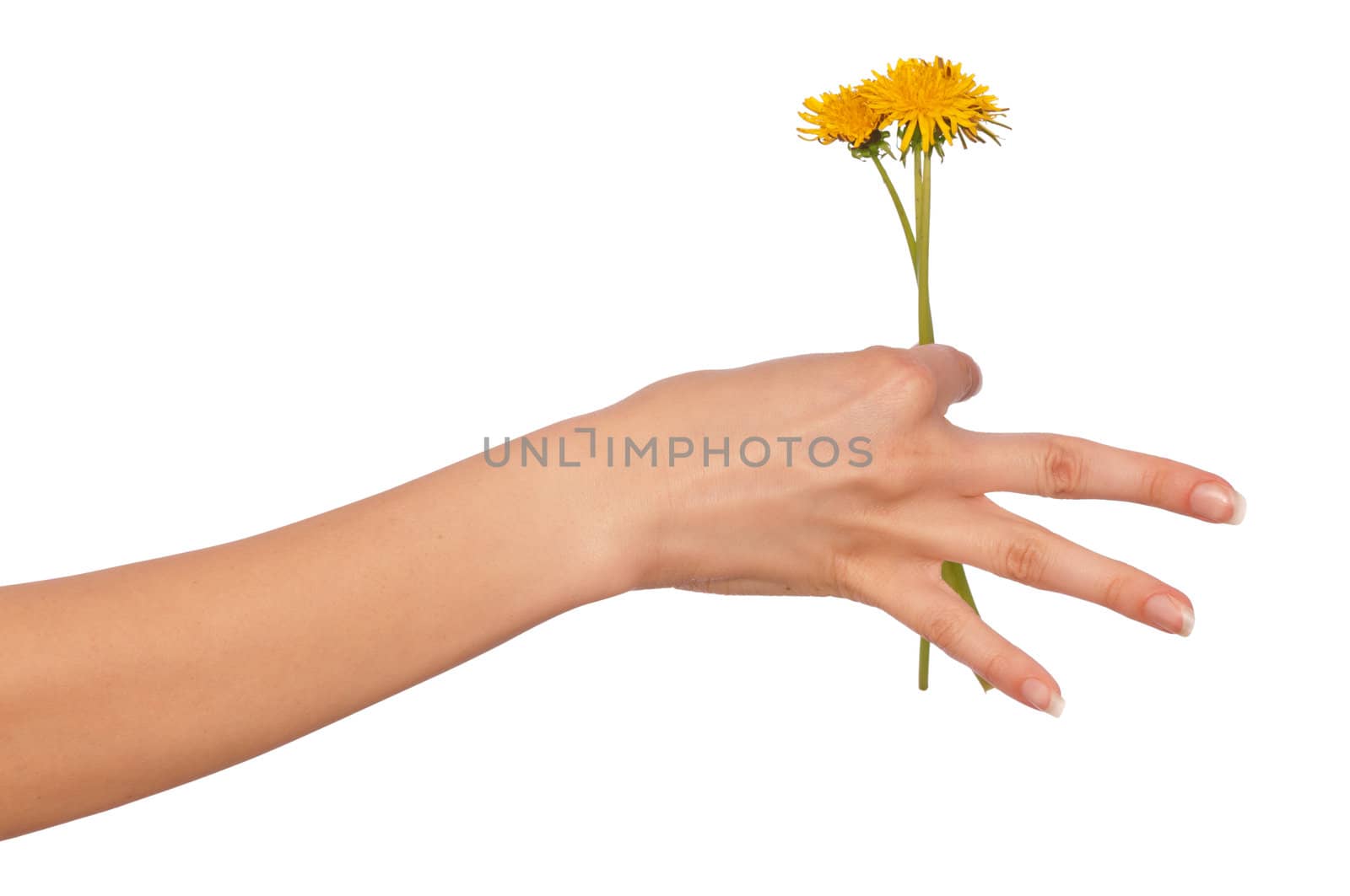 a few yellow dandelions in the woman's hand