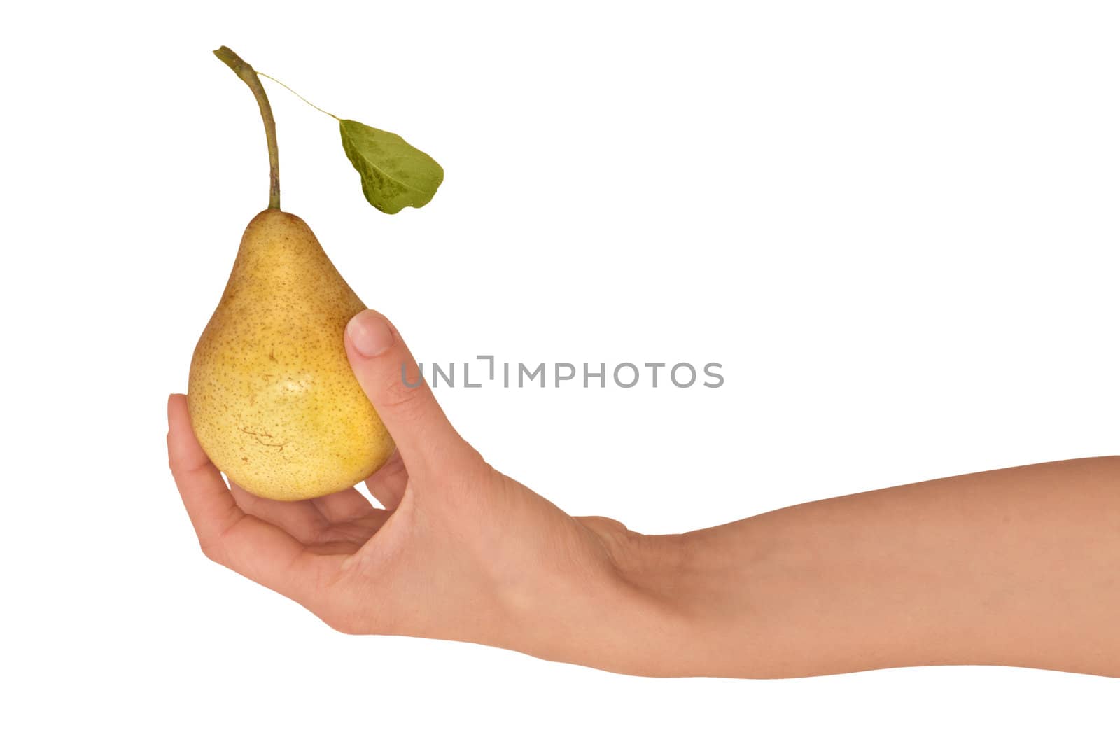 Yellow pear with a green leaf in hand