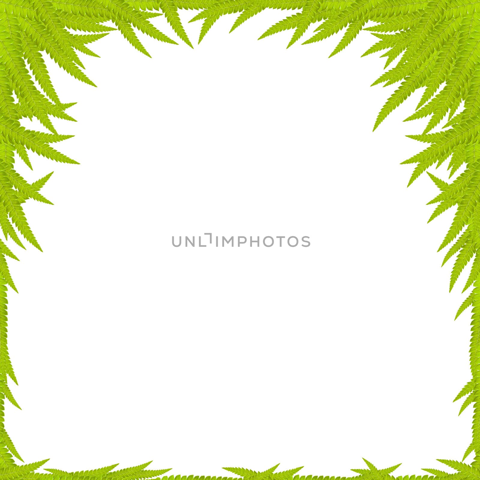 Green Leaf Background, space for text