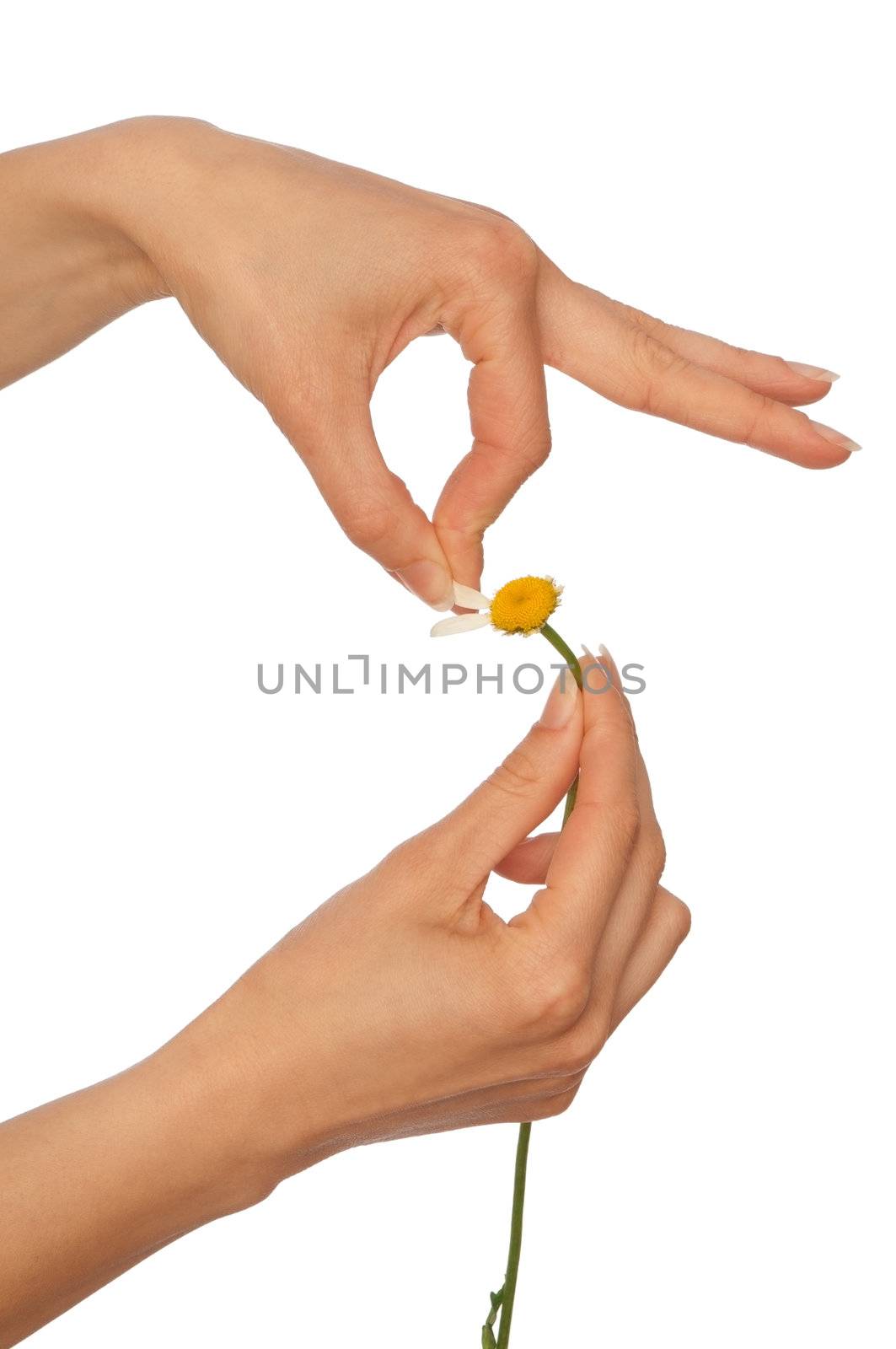 the girl help wondering about love on the petals of flower's daisy