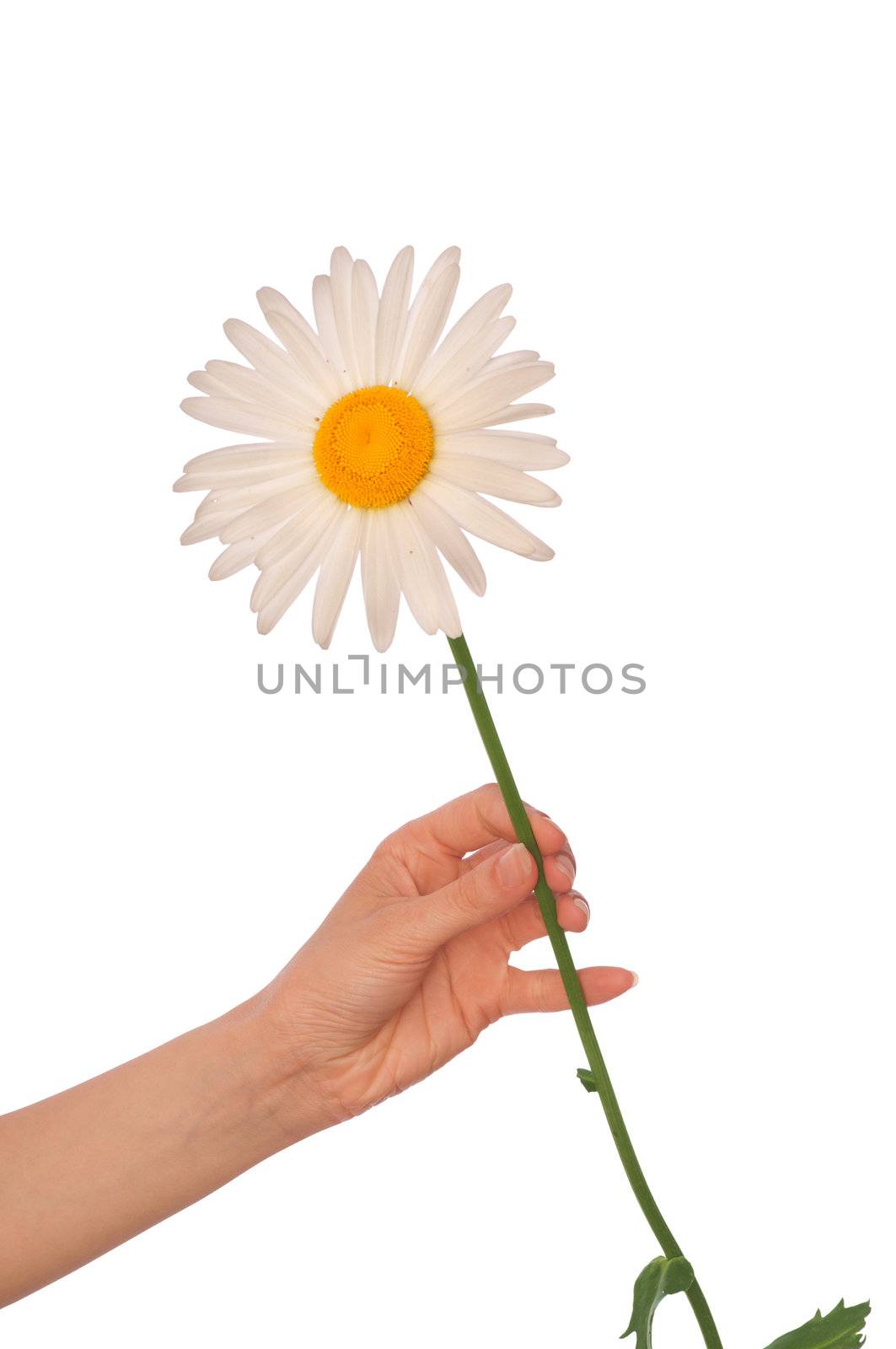 woman holding white daisy in the hand