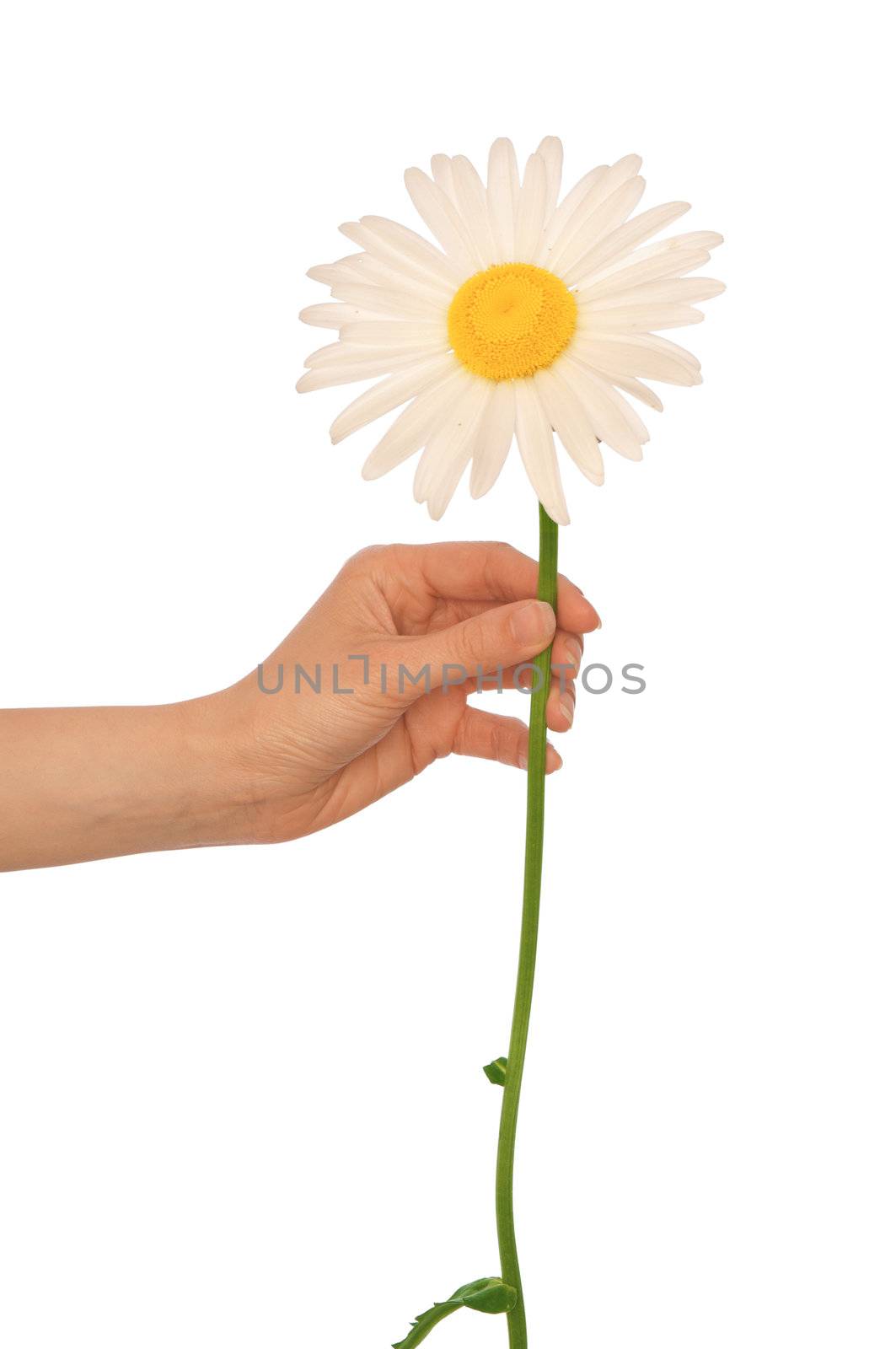 woman holding big white daisy in the hand