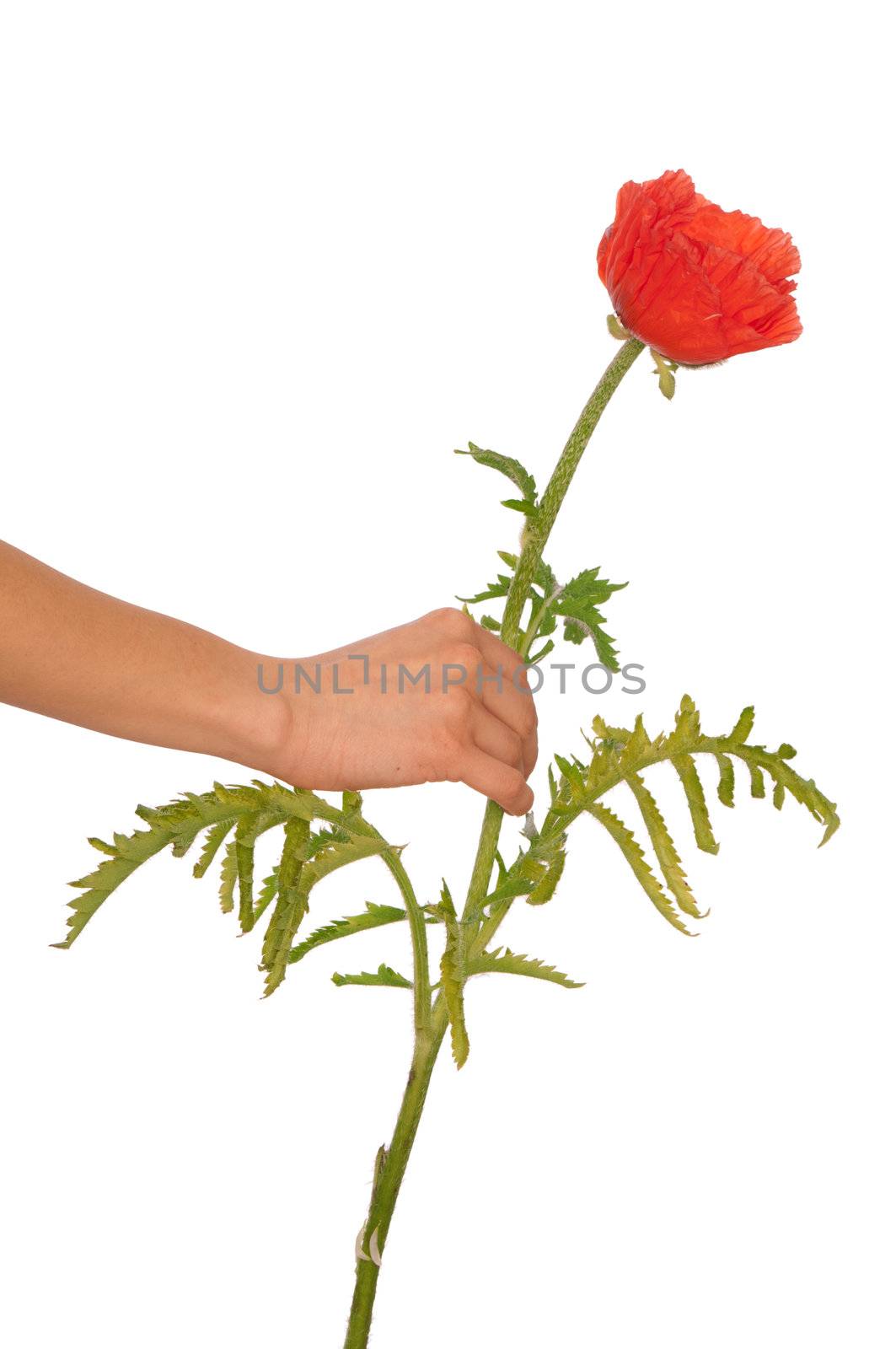woman holding red poppy flower in the hand