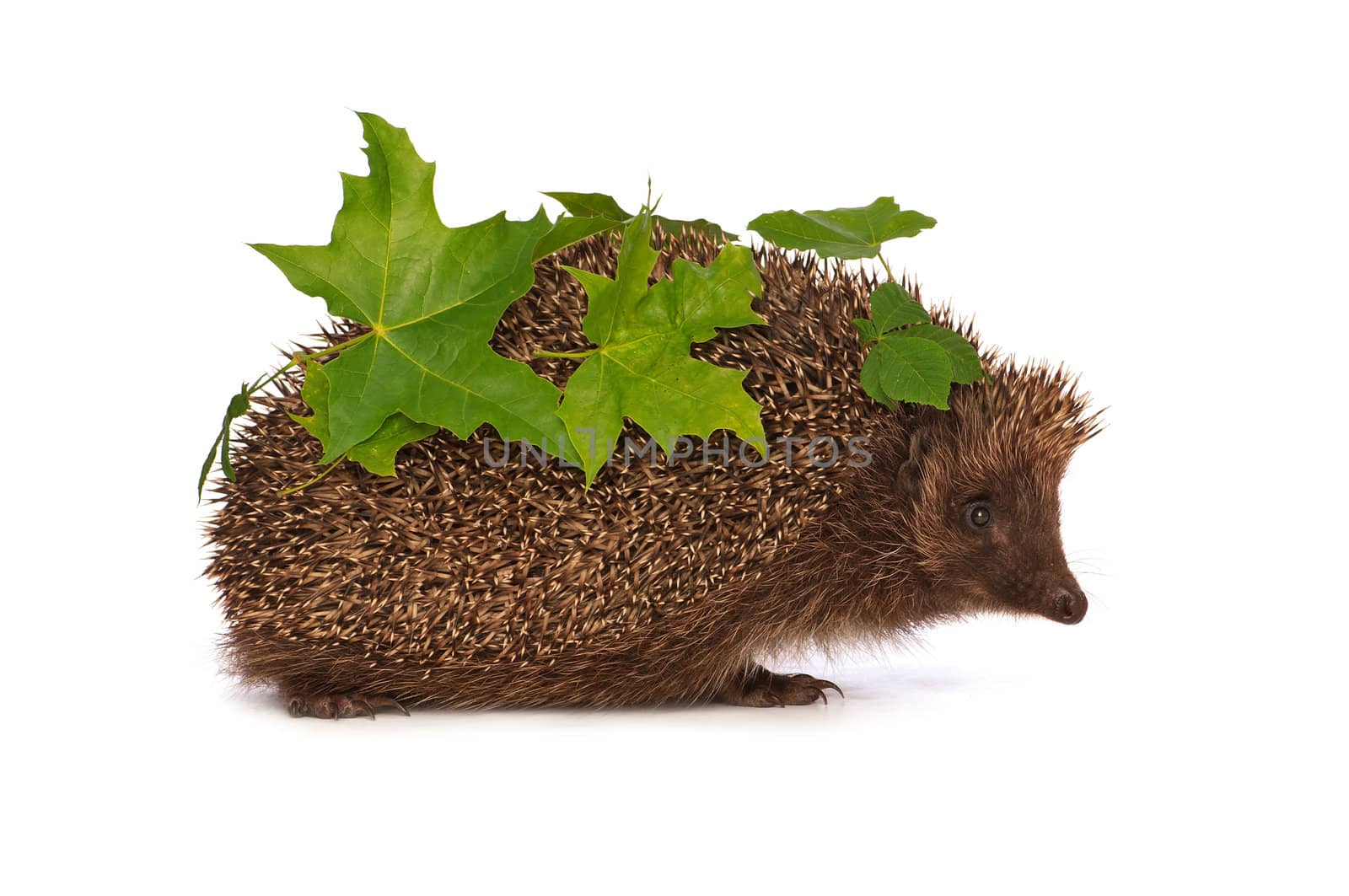 The hedgehog with green leafs in motion hastens to home