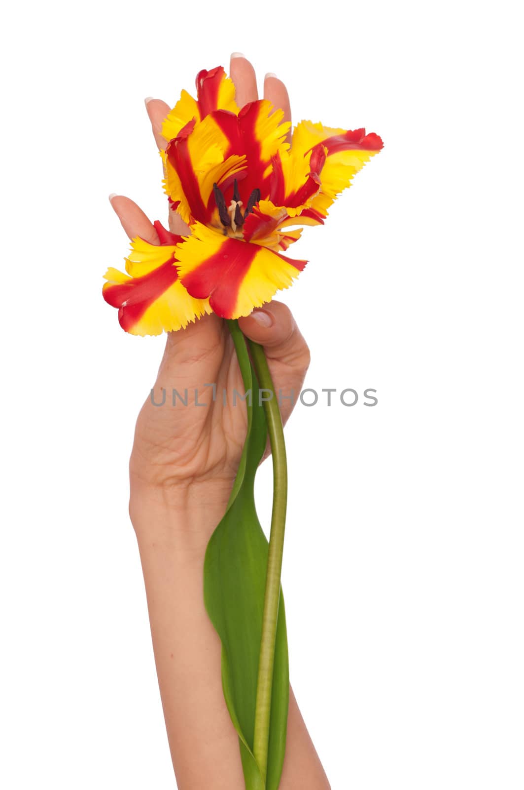 woman holding colored tulip in the hand