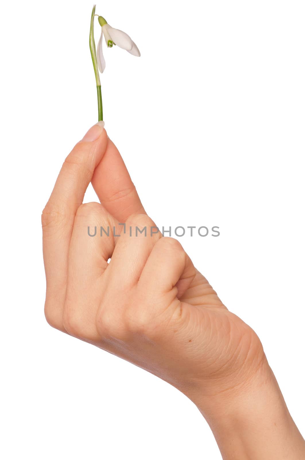 woman holding snowdrop as a symbol of spring