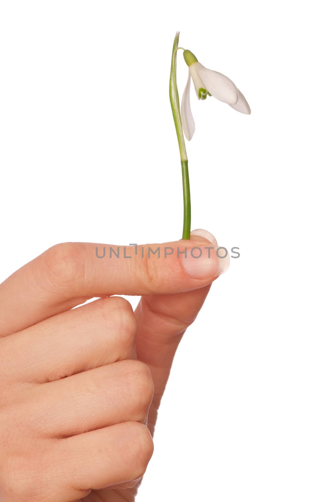 woman holding snowdrop as a symbol of spring