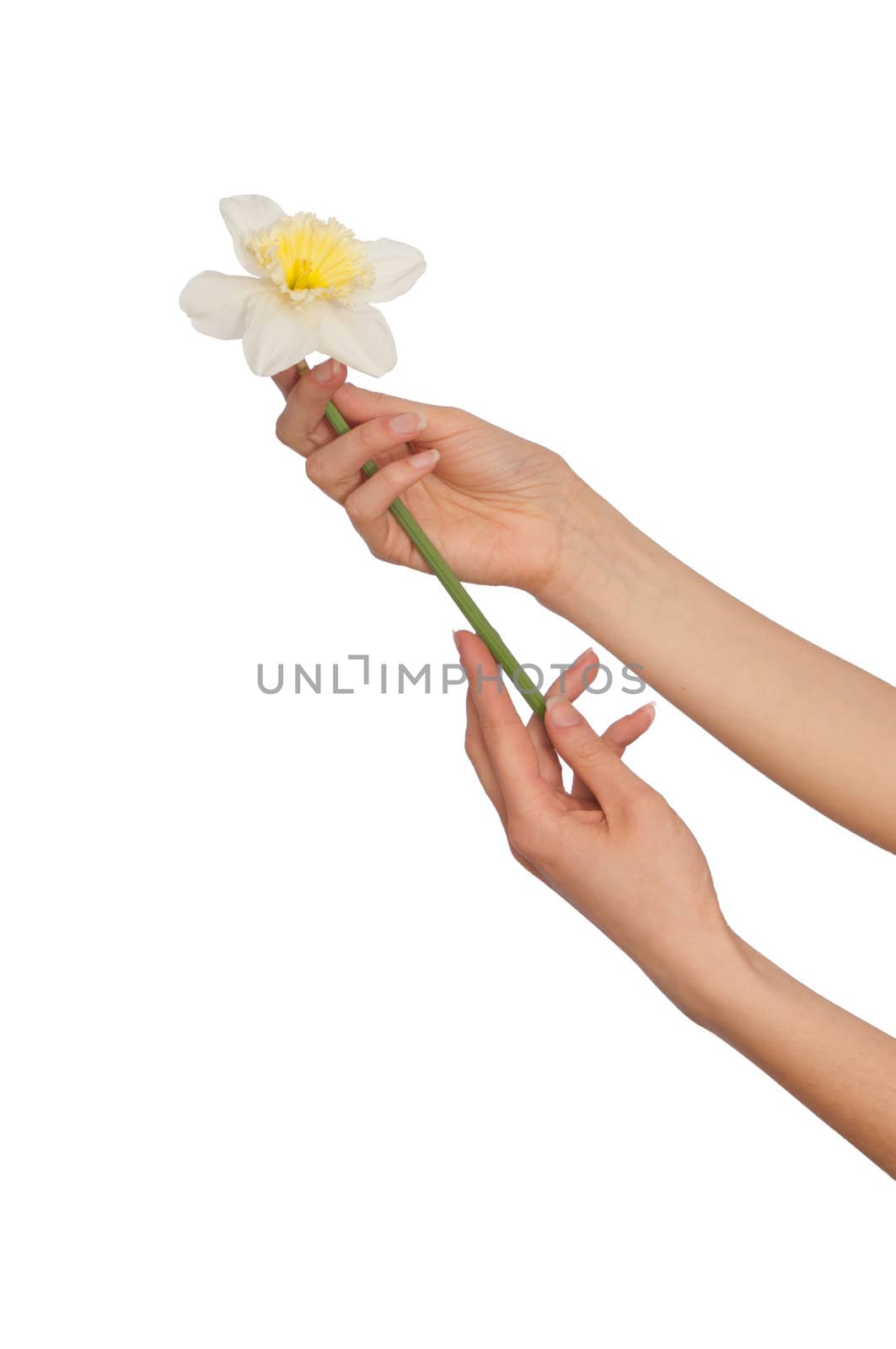 woman holding white narcissus in the hand