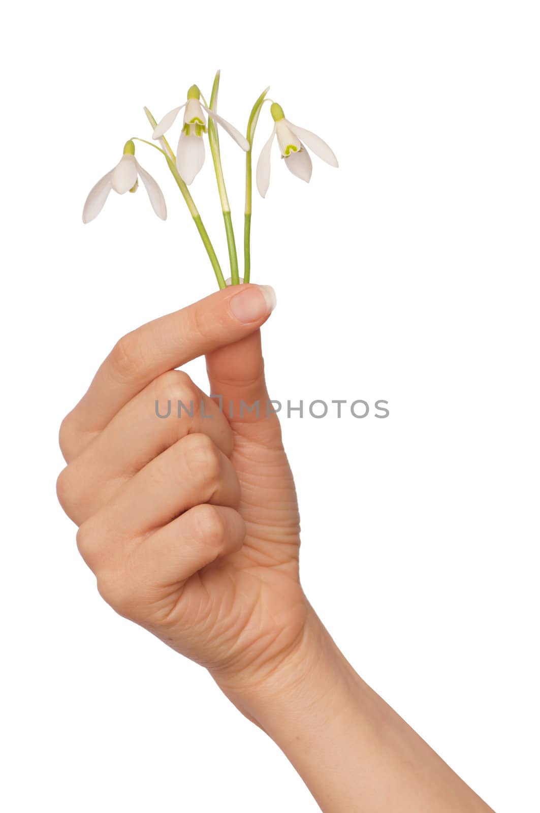 woman holding snowdrops as a symbol of spring