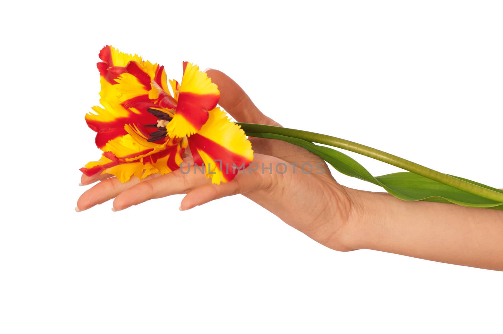 woman holding colored tulip in the hand