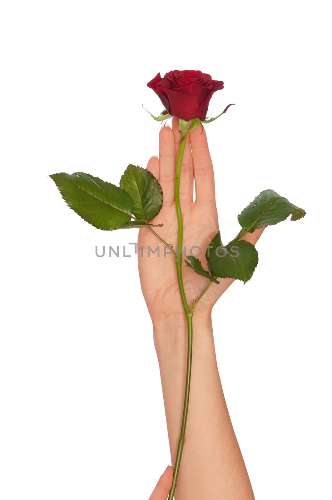 woman holding red rose in the hands as a gift