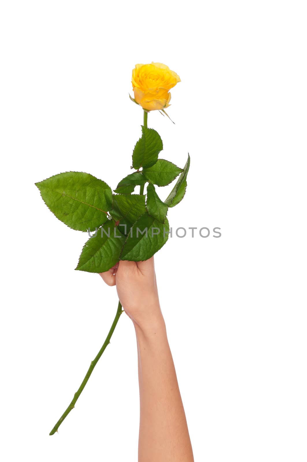 woman holding yellow rose in the hands as a gift