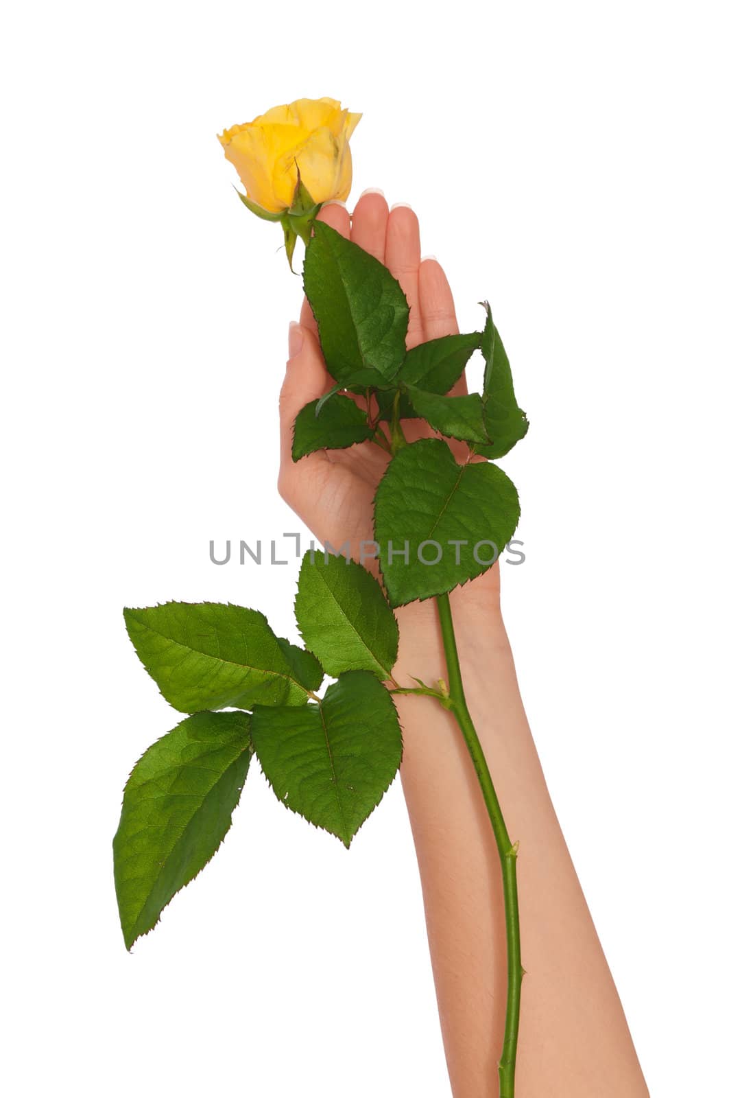 woman holding yellow rose in the hands as a gift