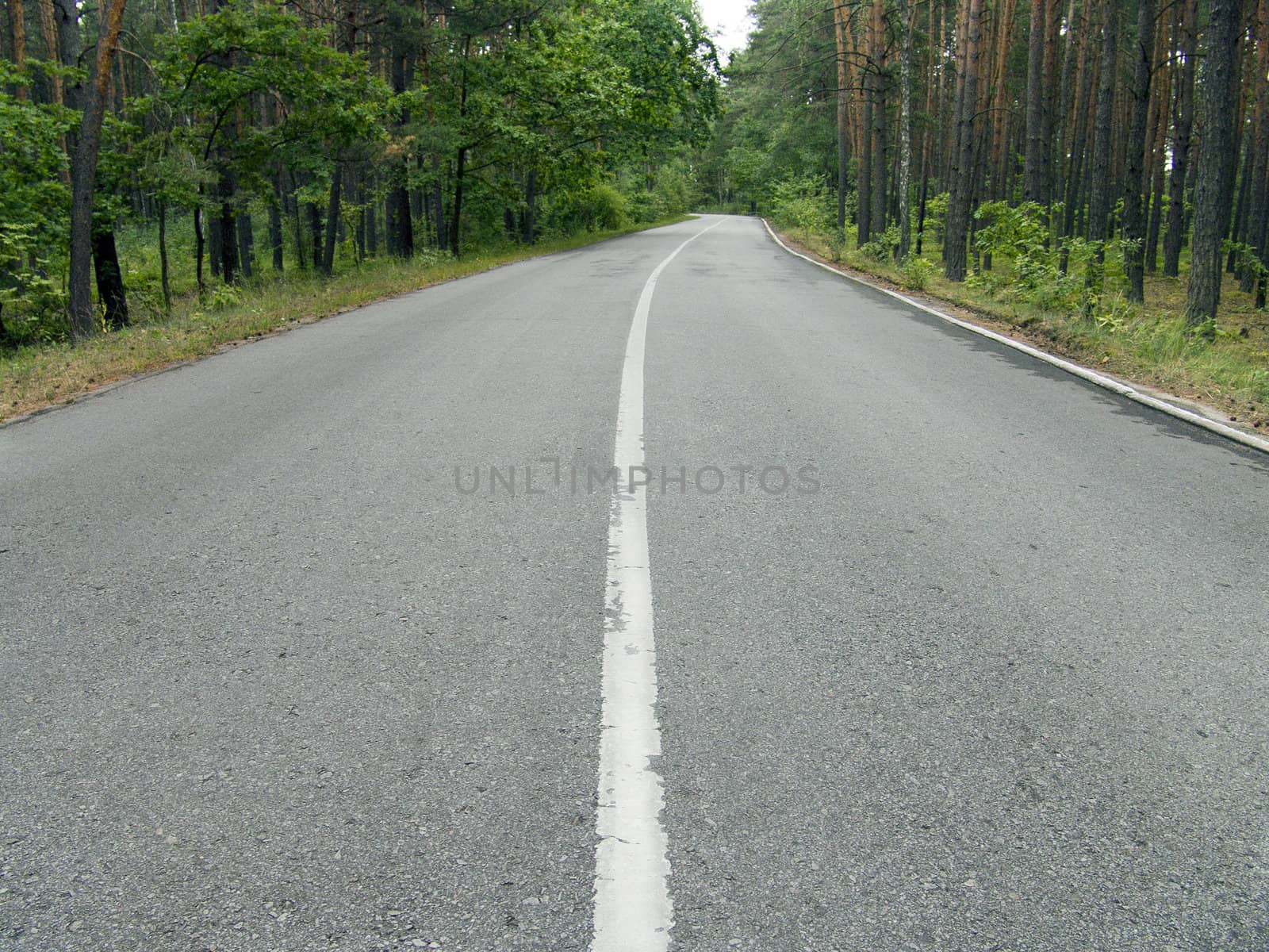 The wide asphalt road in a wild pine woods