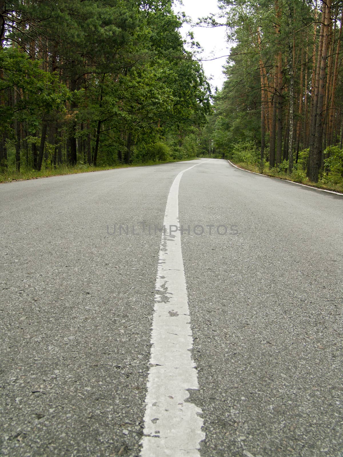  The asphalt road in a wild pine woods