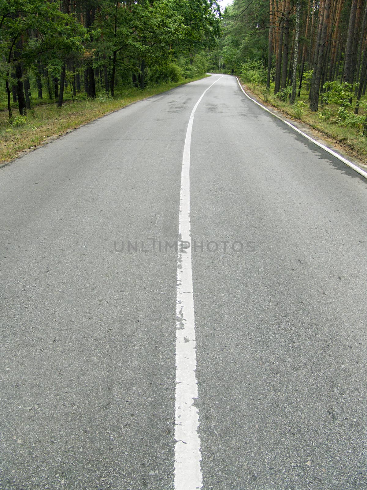  The asphalt road in a wild pine woods