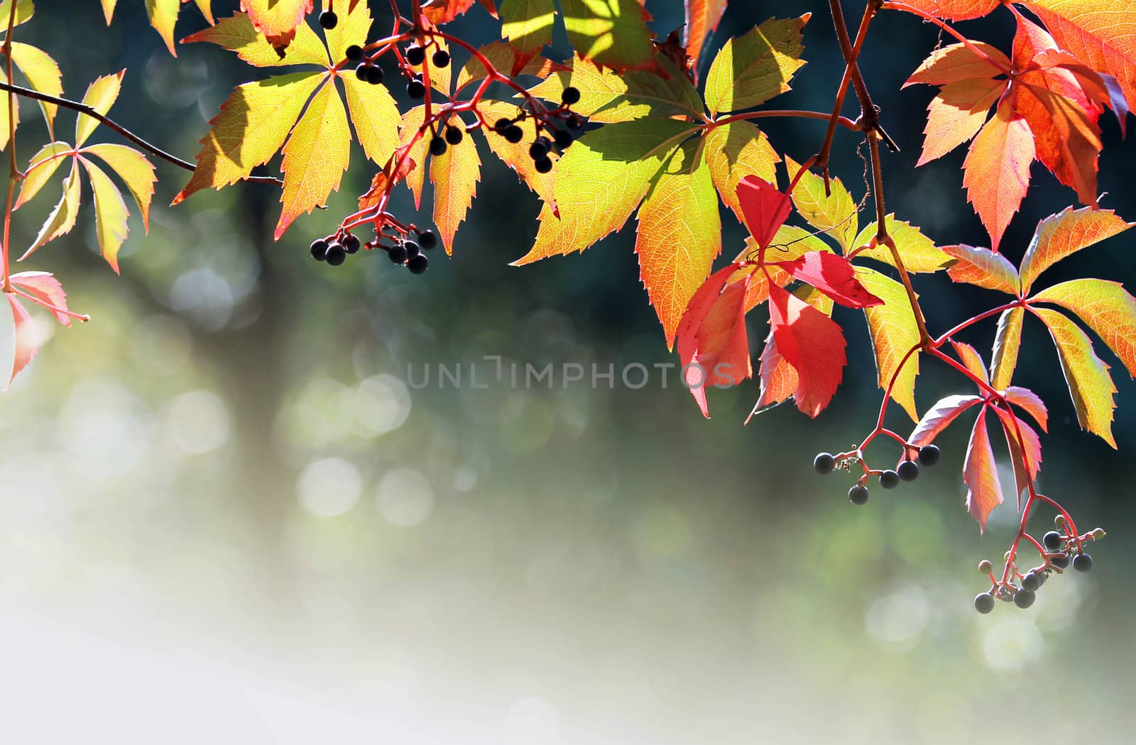 Autumn colors texture with bokeh by captblack76