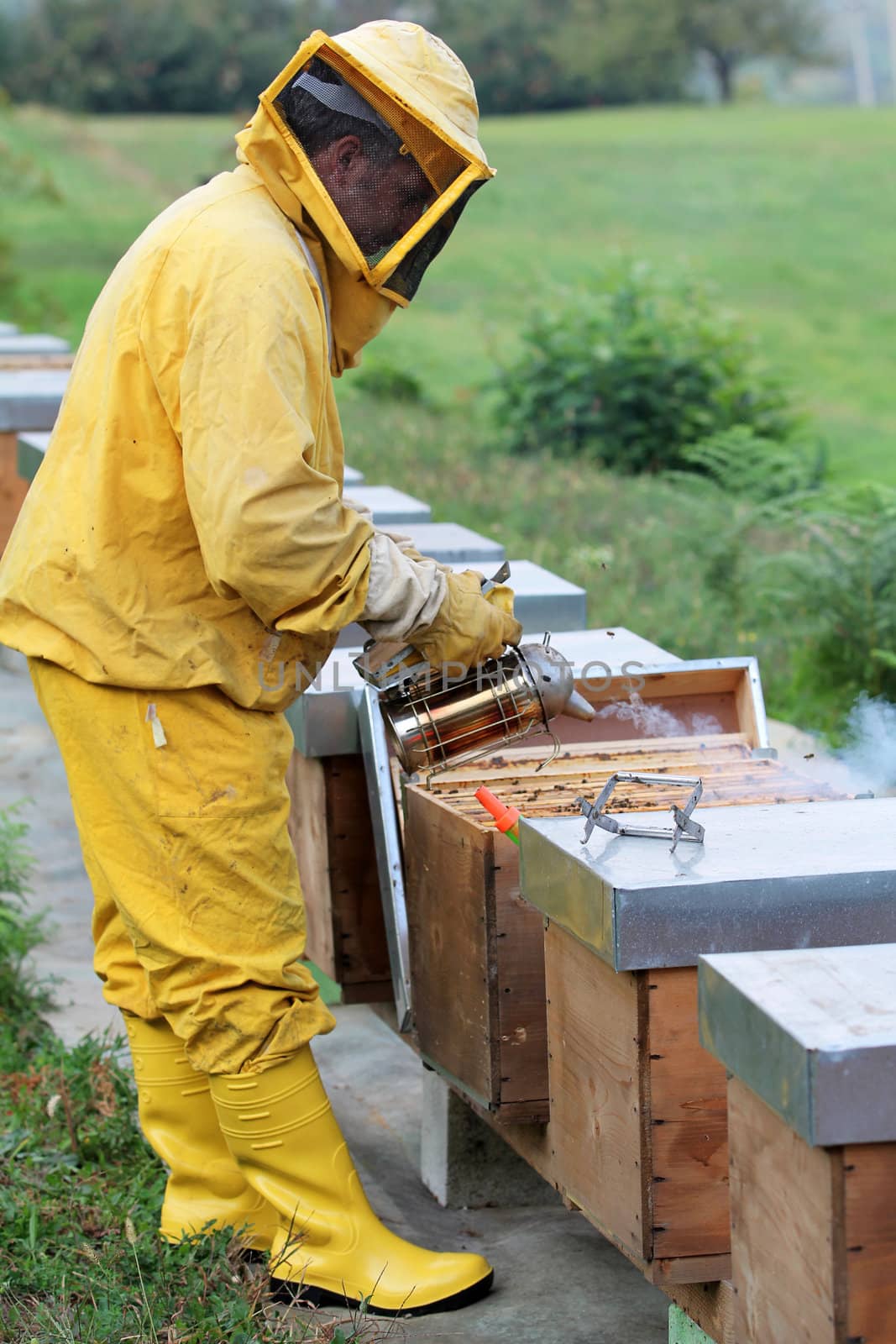 Beekeeper is smoking a beehive. Apiculture and honey.