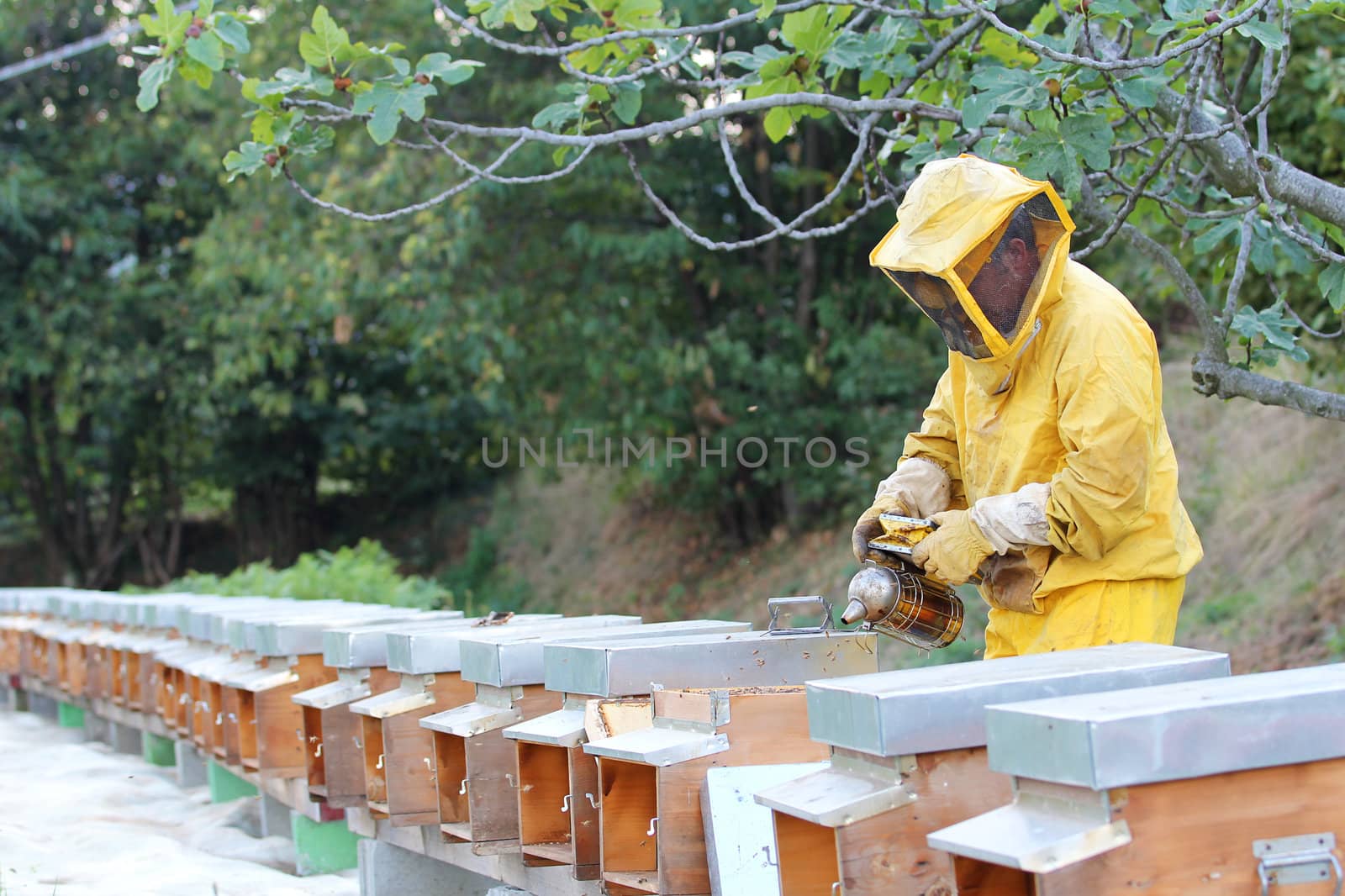 Beekeeper with smoker over a row of beehives