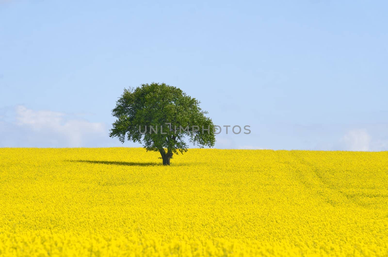 tree surounded by rapeseed