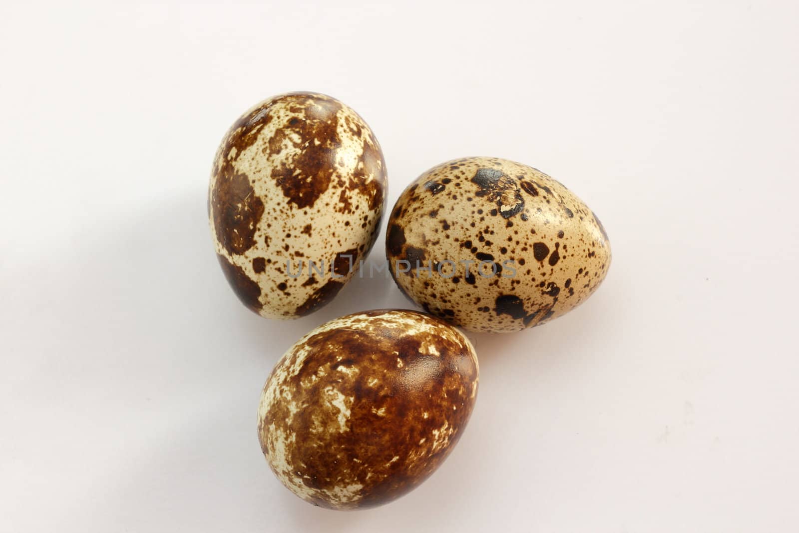 three quail eggs over gray background