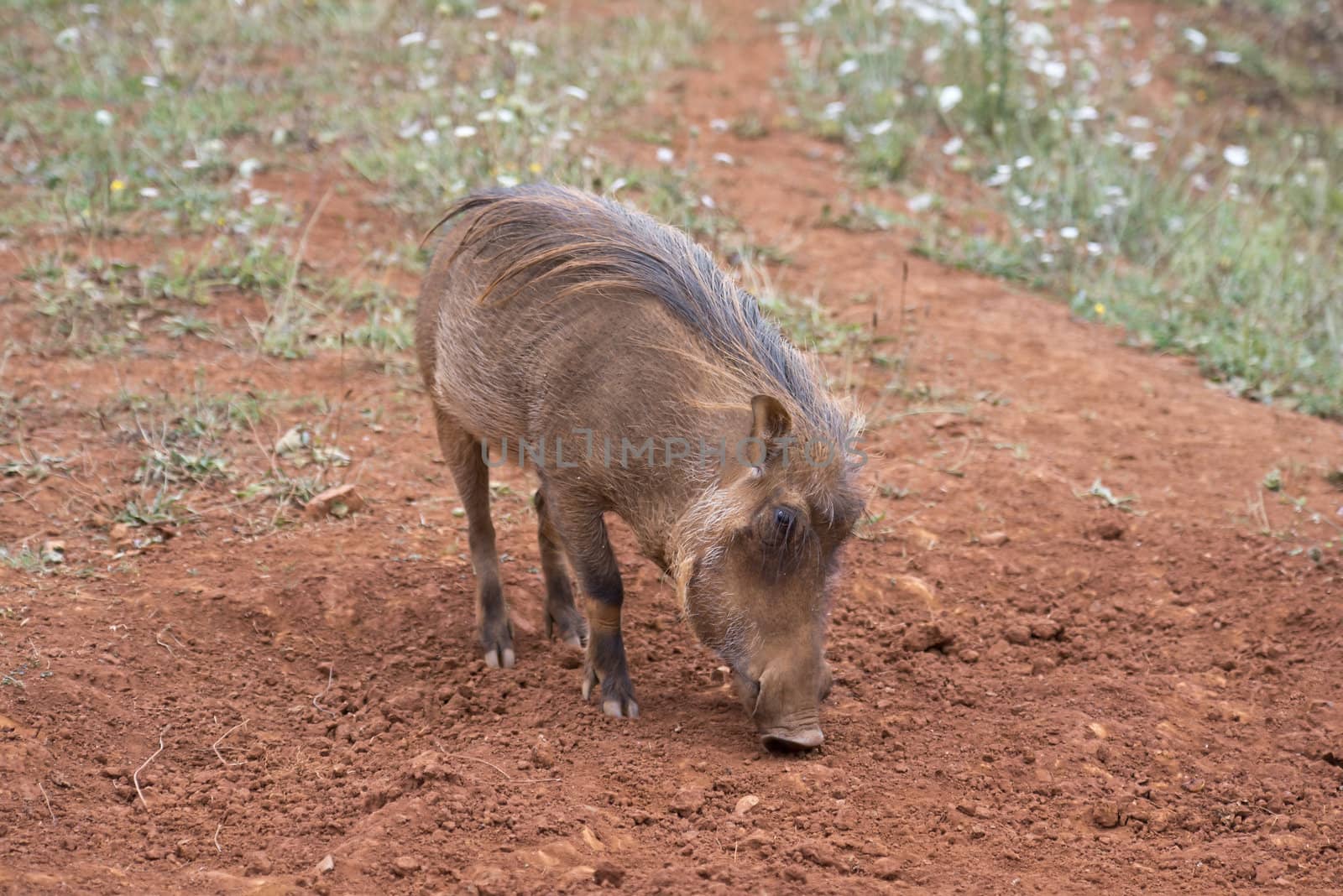 Warthog grazing by angelsimon