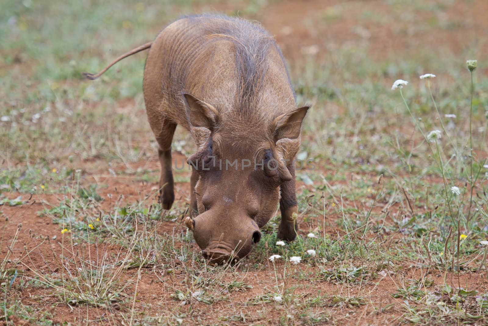 Closeup from a warthog gracing in his natural habitat