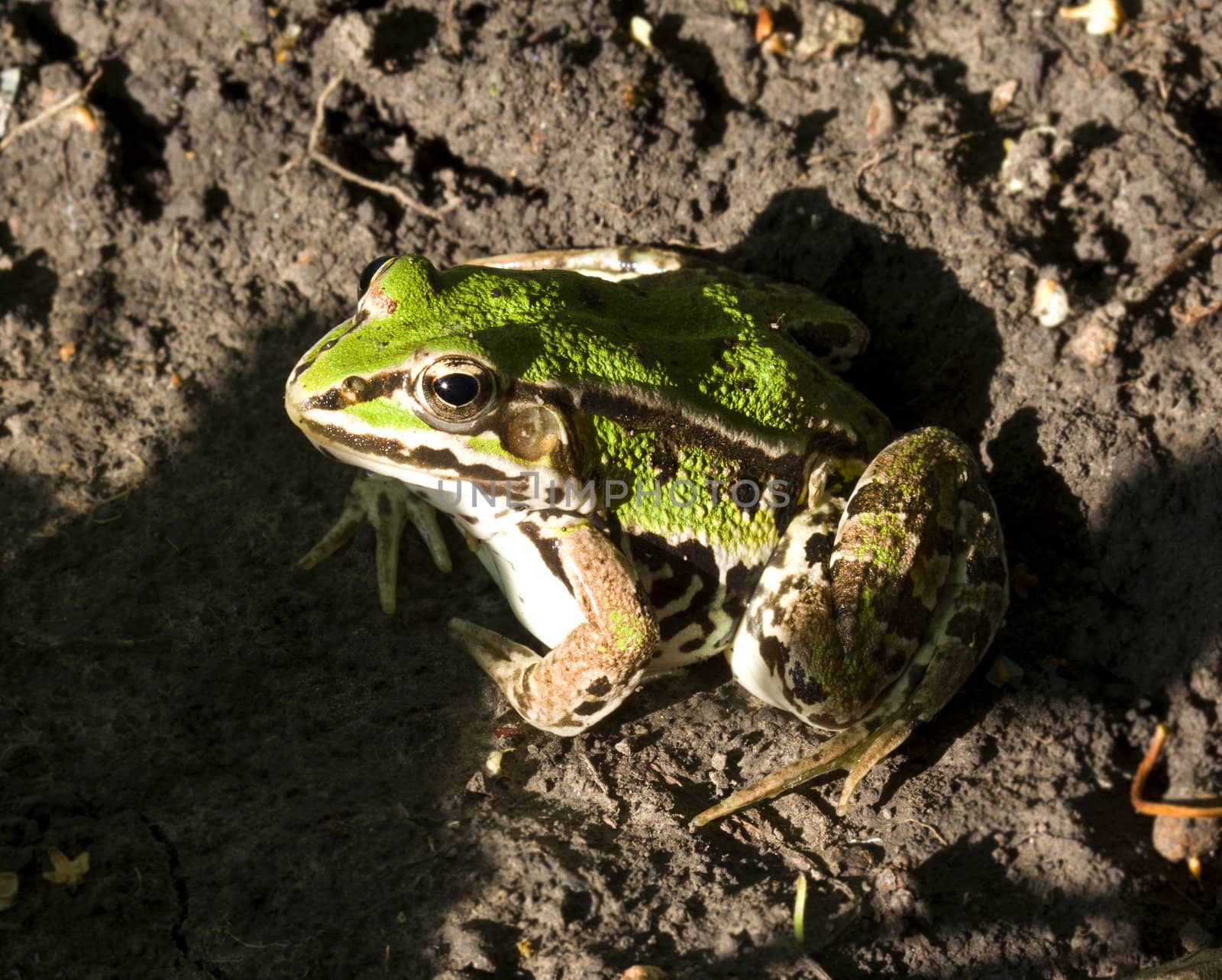 Pool Frog (Pelophylax lessonae) sitting on the ground. Close up