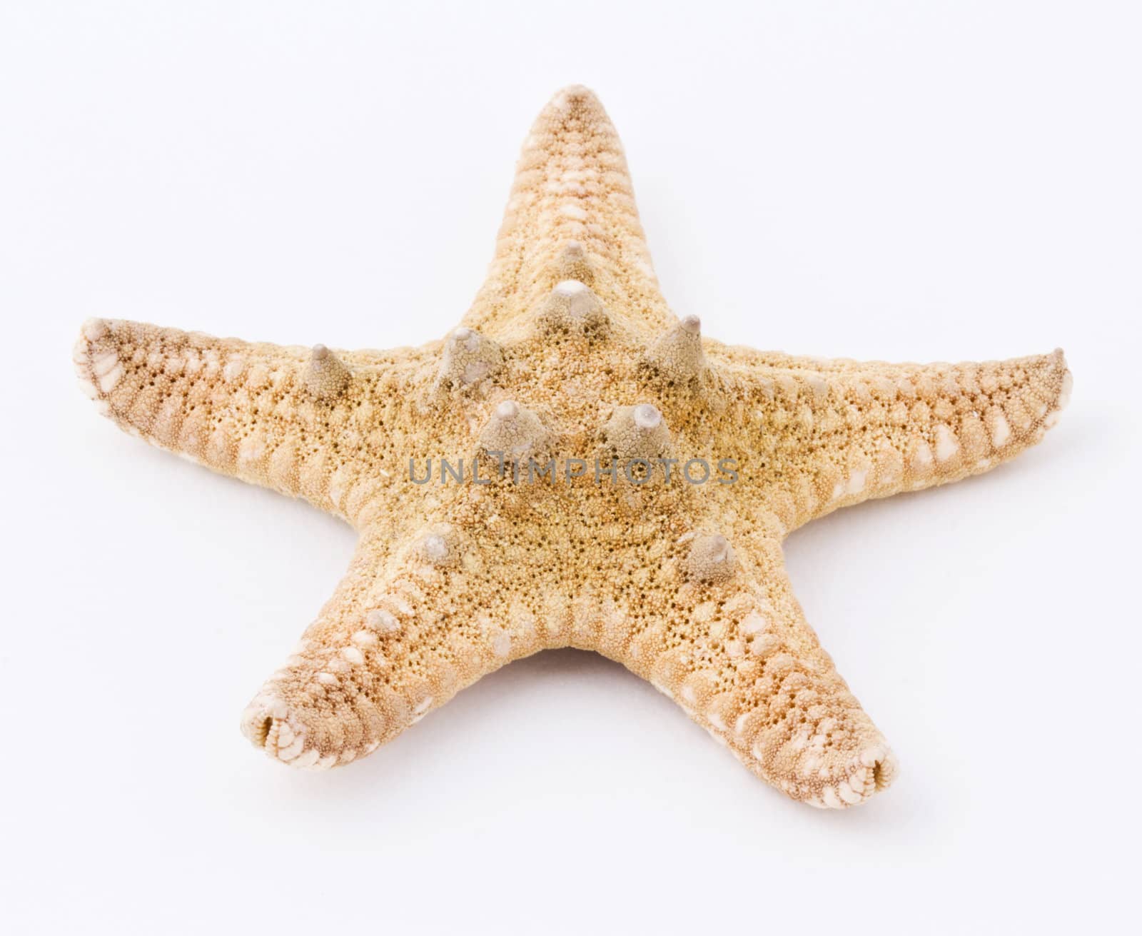 Sea star isolated on white background. Close up