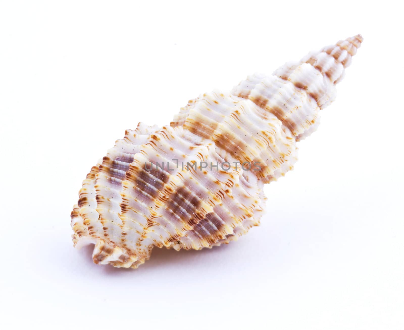 Sea shell isolated on white background. Close up