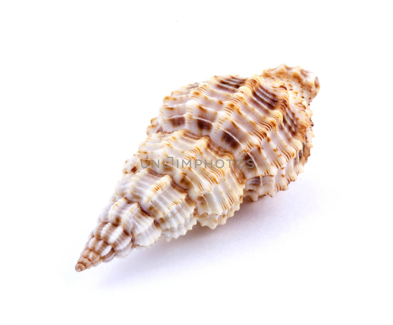 Sea shell isolated on white background. Close up