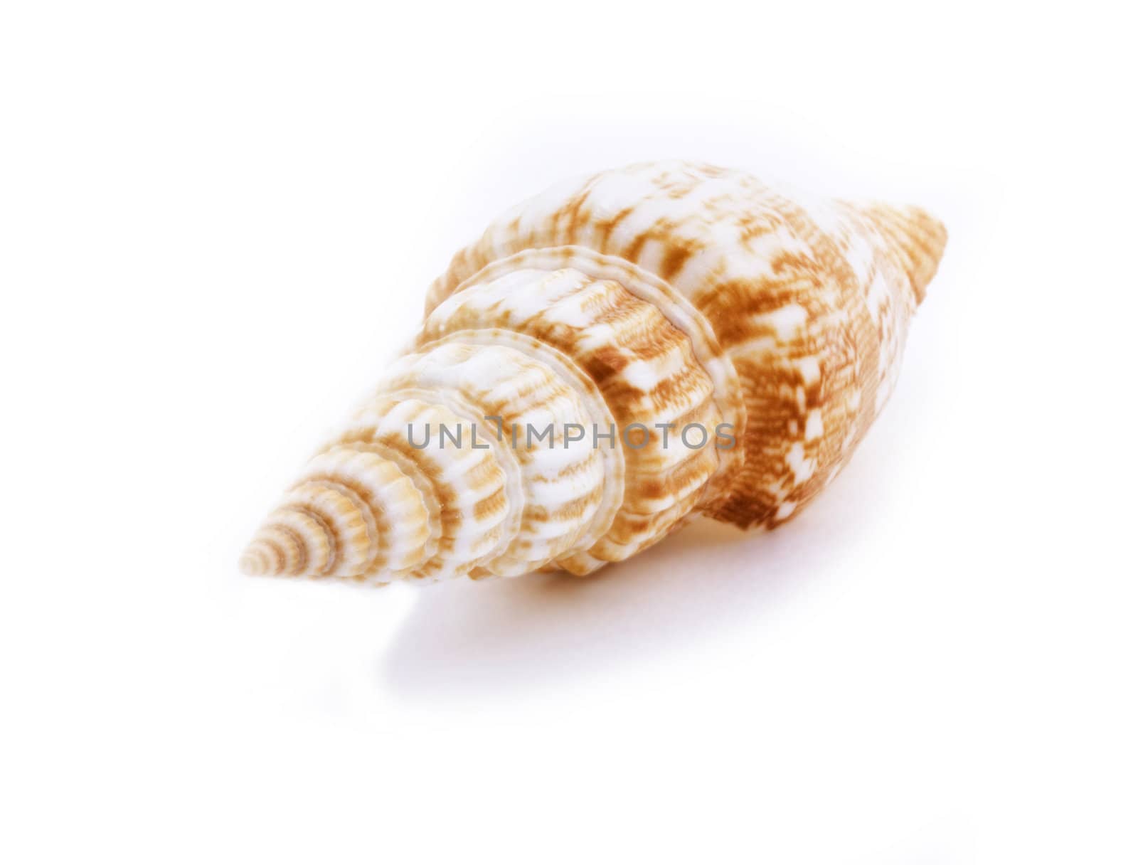 Sea shell isolated on white background. Close up