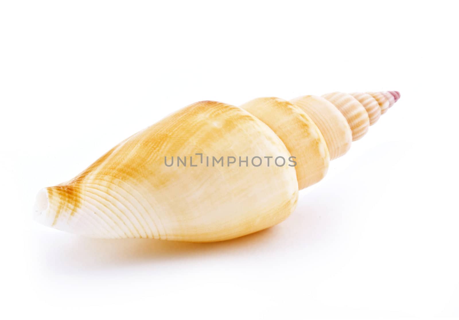 Sea shell isolated on white background. Close up