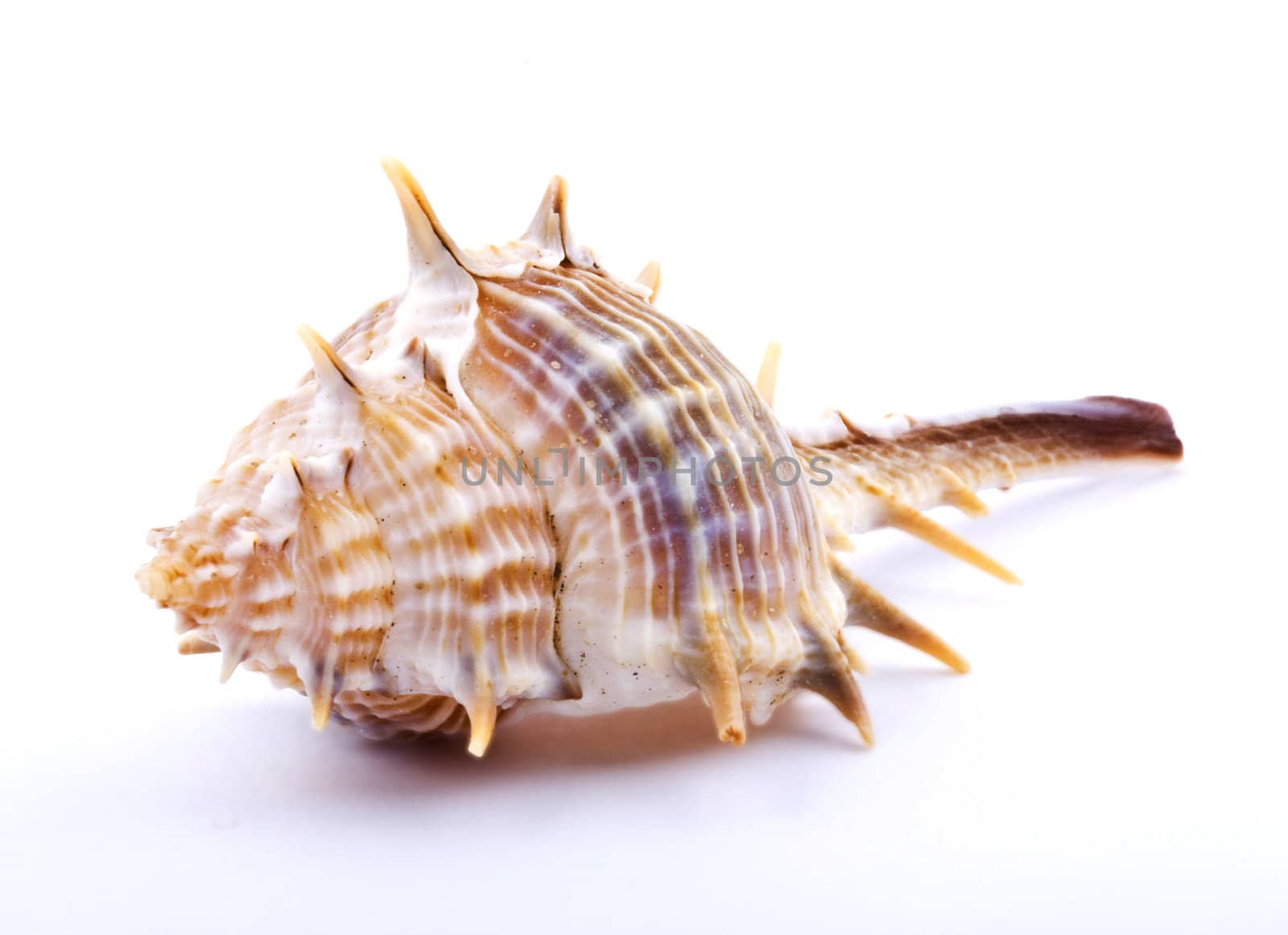 Sea shell isolated on white background. Close up