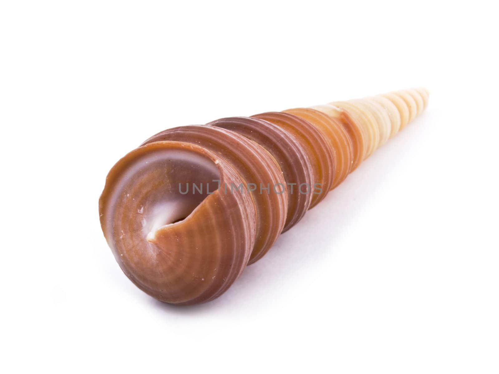 Sea shell isolated on white background. Close up