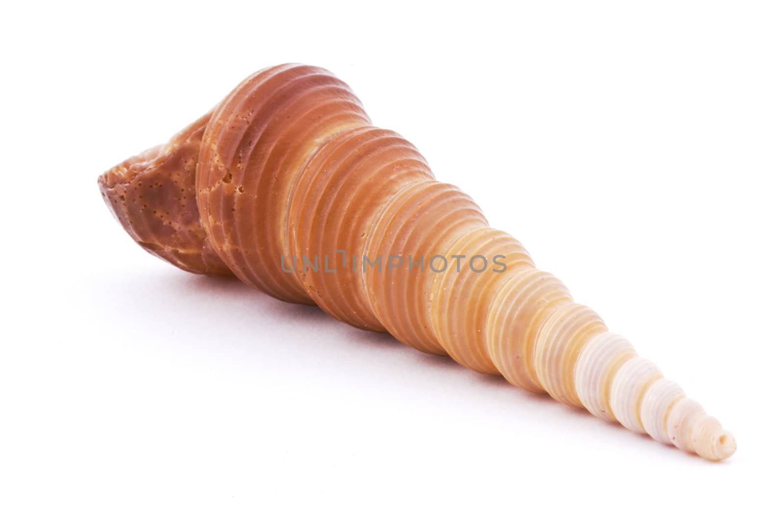 Sea shell isolated on white background. Close up