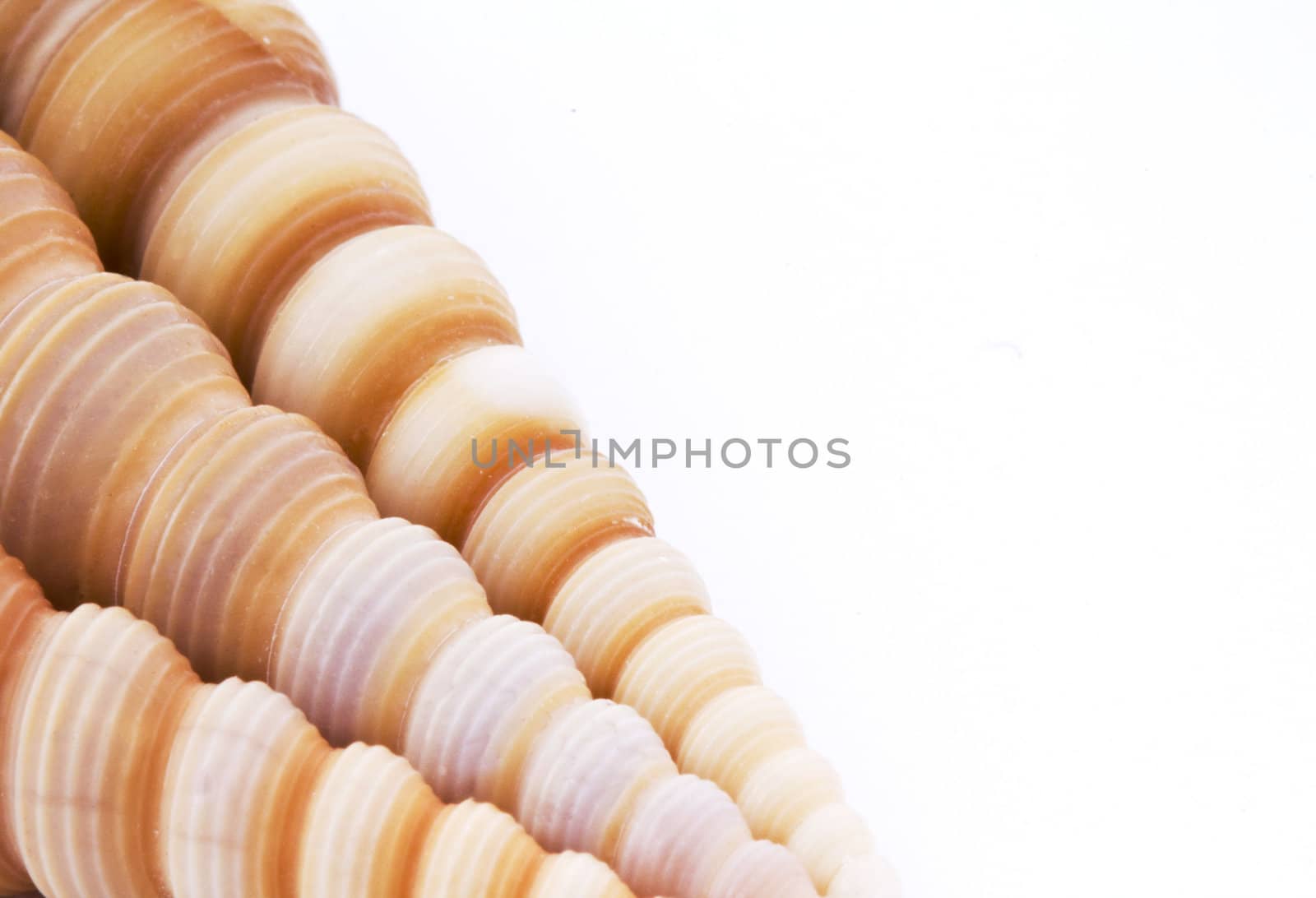 Copy space. Sea shell nature background.Marine theme.