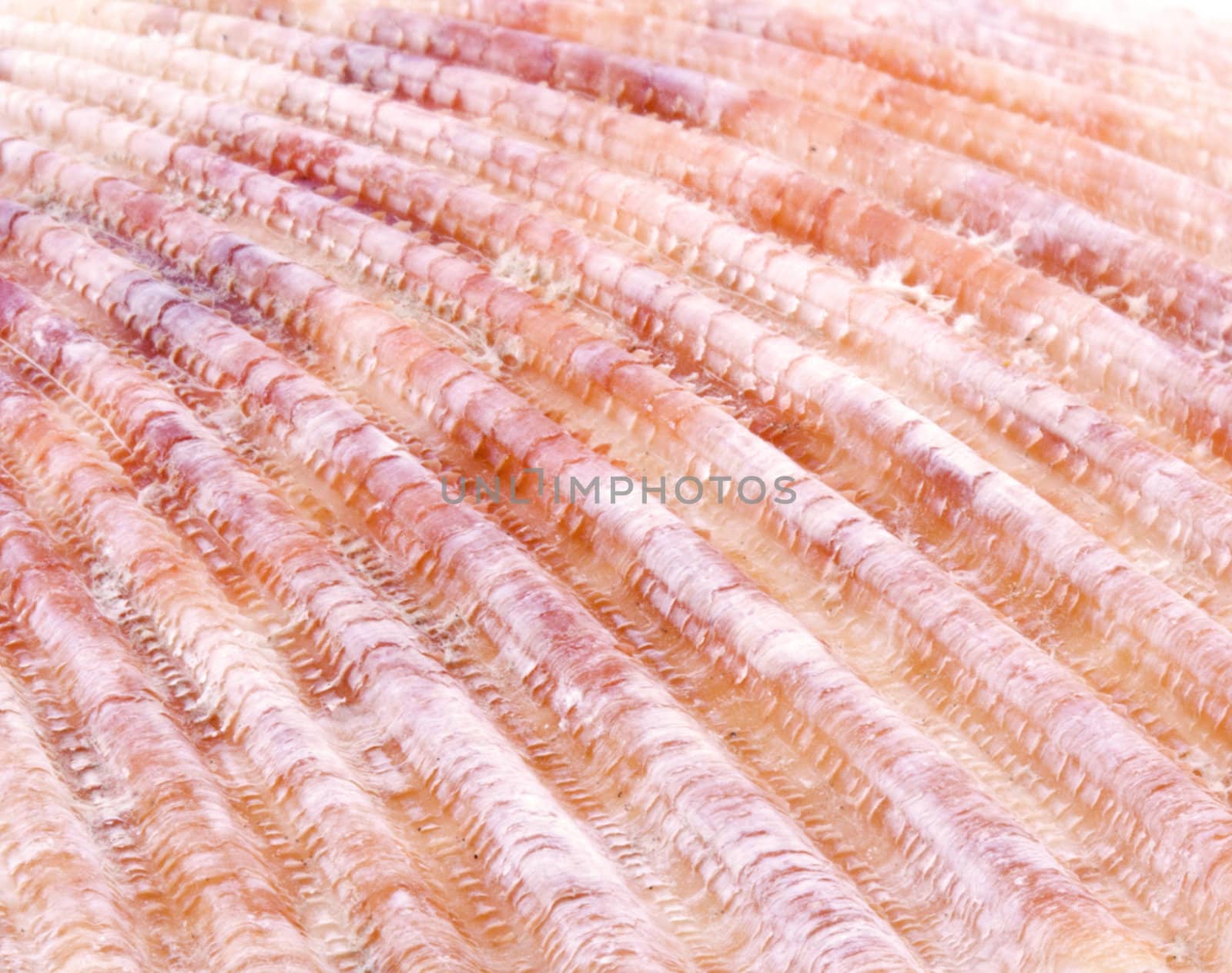 Sea shell nature background. Close up. Marine theme.