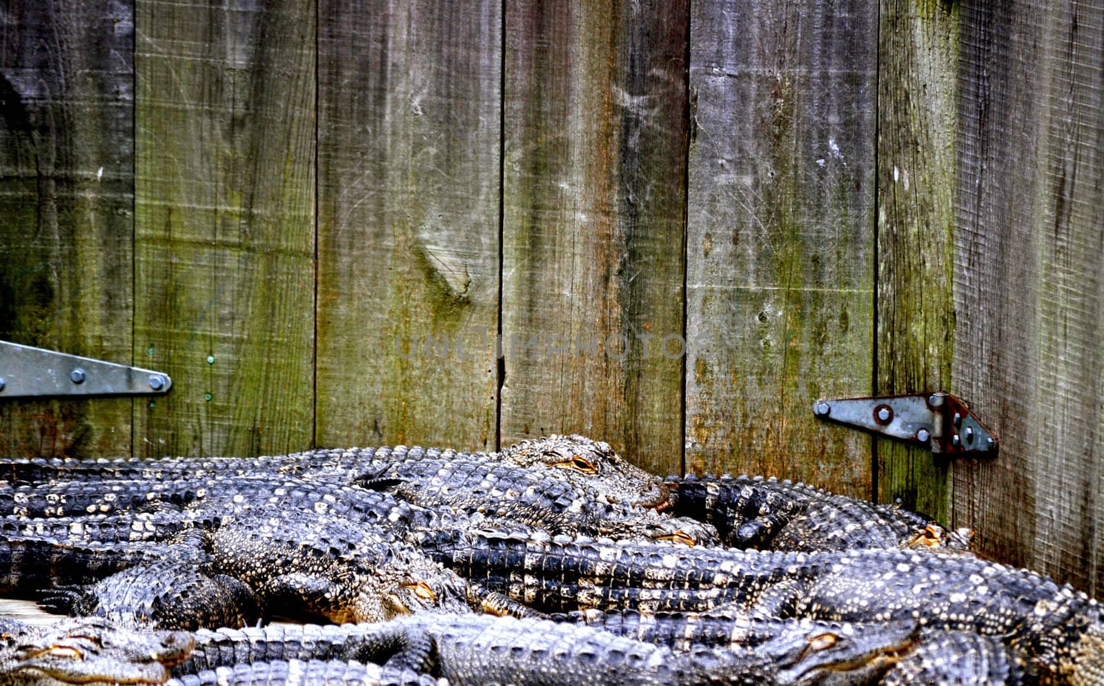 Alligator background by RefocusPhoto