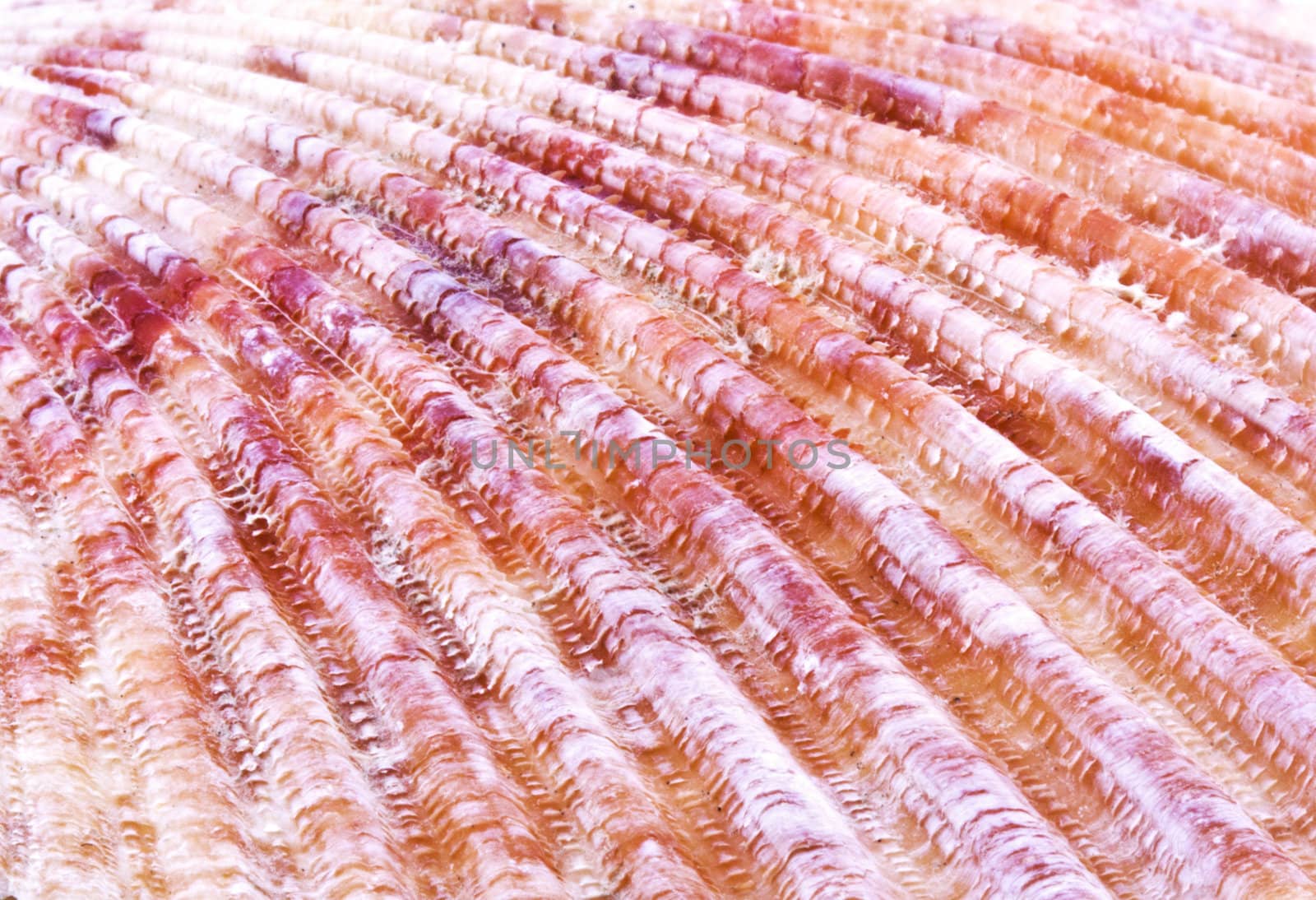 Sea shell nature background. Close up. Marine theme.