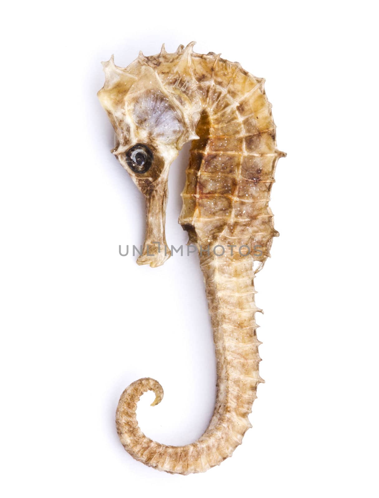 Sea shell isolated on white background. Close up