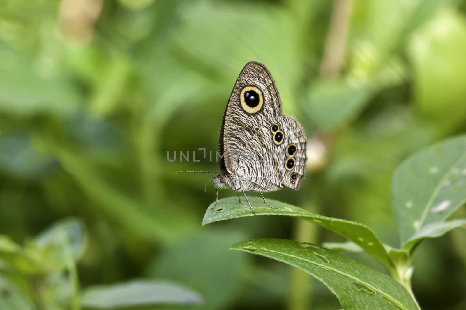 butterfly on a green leaf