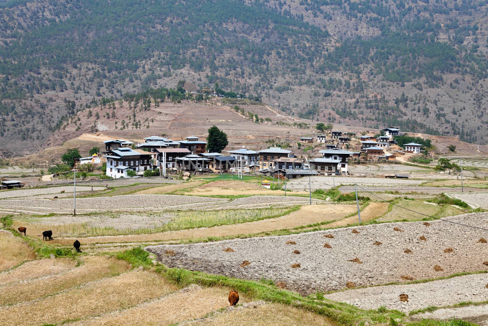 bhutanese village at punakha with chimi lhakhang temple in the backgroun