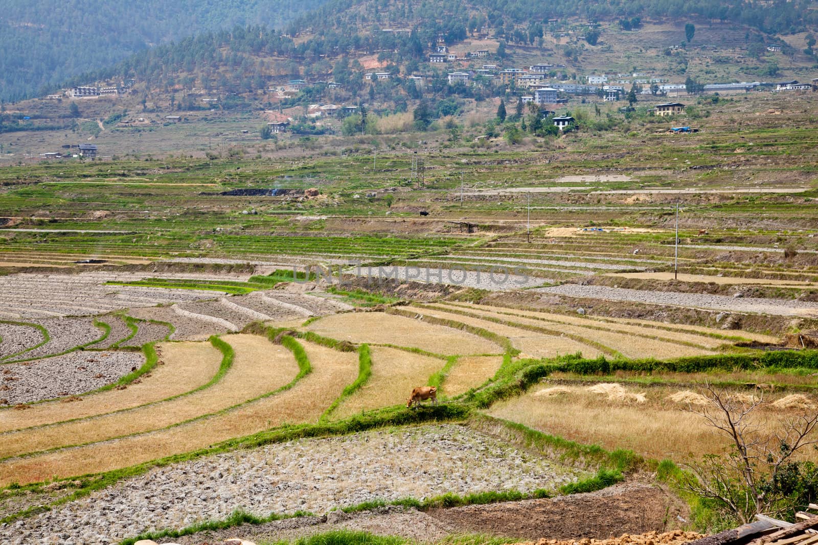 terraced field and bhutanese village in bhutan