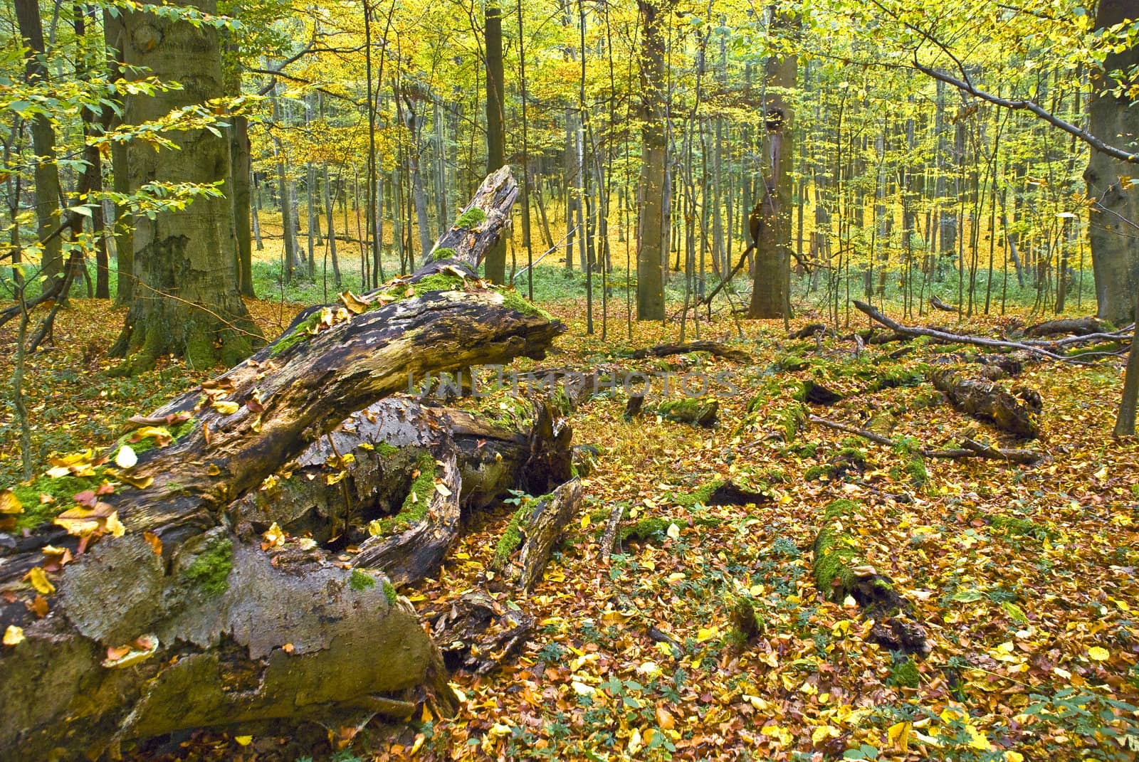 Lying tree in a hornbeam forest in fall